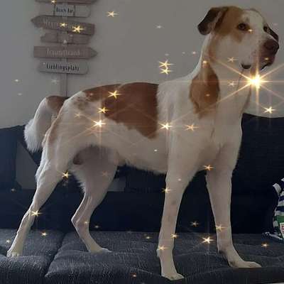 aktuelles Foto Gruppe Tiermodels