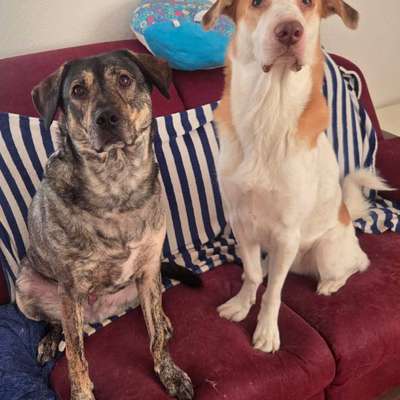 Hundetreffen-Gassi Runde Sozial verhalten und Angst ablegen-Bild