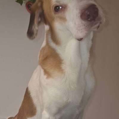 aktuelles Foto Gruppe Hirten und Herdenschutzhunde