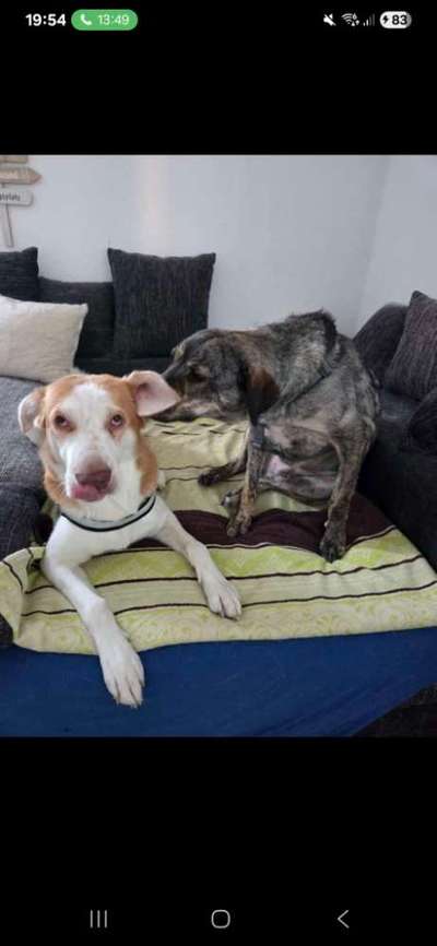 Lustigsten Grimassen von euren Hunden-Beitrag-Bild