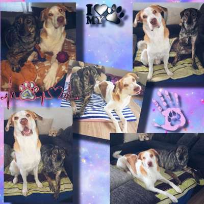 aktuelles Foto Gruppe Hunde Freunde Welt Weit 🌎🐶🤝🐺 Red Dogs