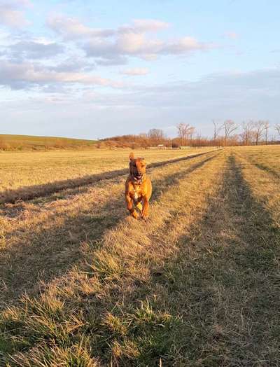 Die Dogorama Monats Challenge "Es grünt und blüht"-Beitrag-Bild