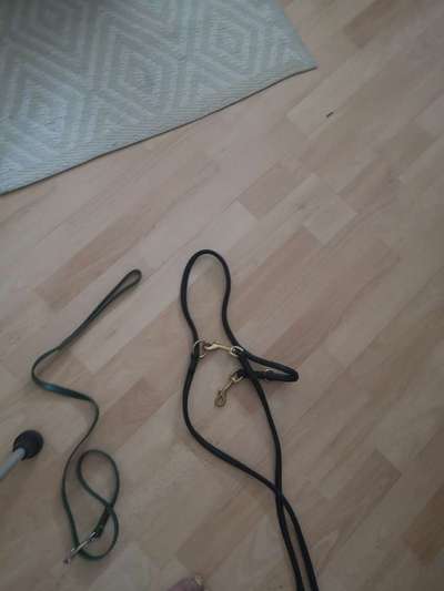 Leine und  Zubehör-Beitrag-Bild