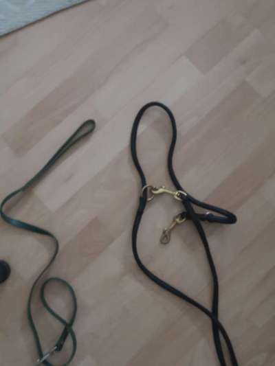 Leine und  Zubehör-Beitrag-Bild