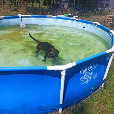 Hundetreffen-Suchen Spielfreude-Bild