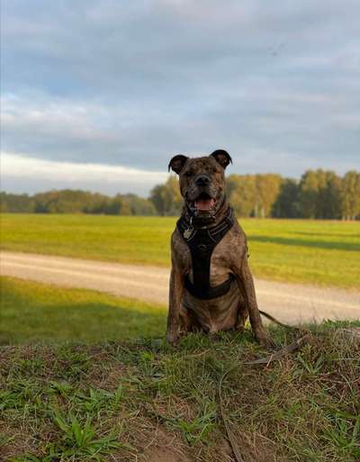 Hundetreffen-Social Walk-Bild