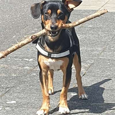 Hundetreffen-Gassirunde