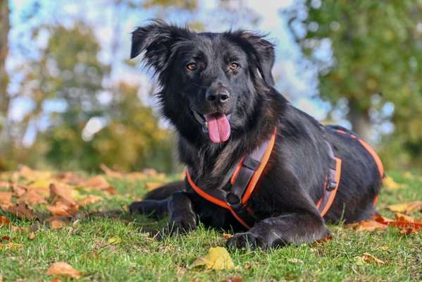 Tierschutz Hunde aus Bosnien-Beitrag-Bild