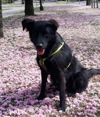 Auslandstierschutz-Beitrag-Bild