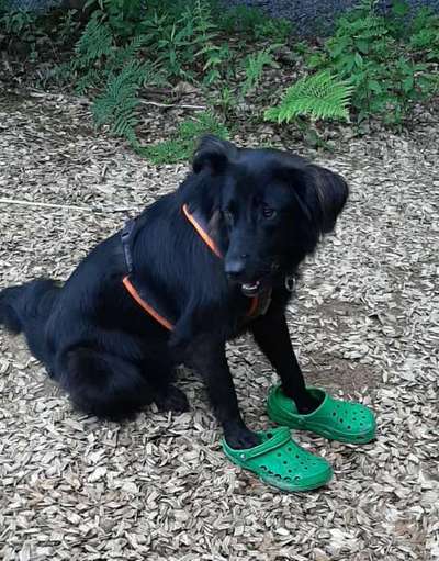 Zeigt mir eure Schäferhund Mischlinge :-)-Beitrag-Bild