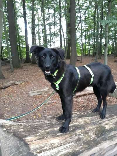 Schäferhund-Beitrag-Bild