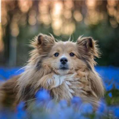 Shelties-Beitrag-Bild