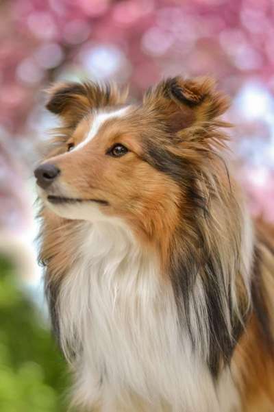 Shelties-Beitrag-Bild