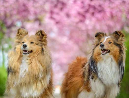 Collies -wo seid ihr?-Beitrag-Bild