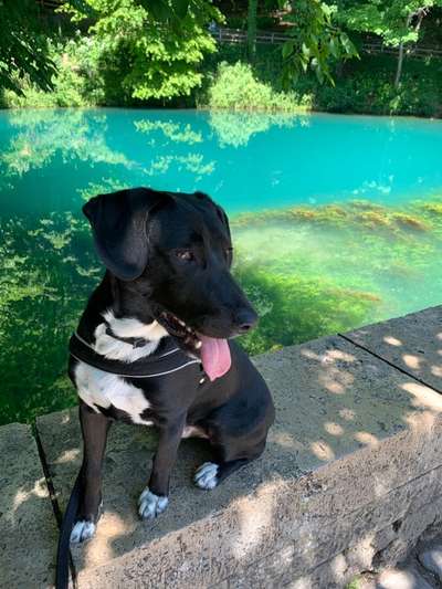 Die Dogorama Kalender Challenge 4/4-Beitrag-Bild