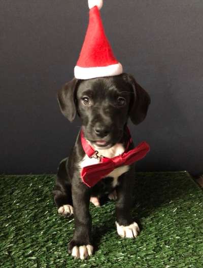 Welpen Bilder !-Beitrag-Bild