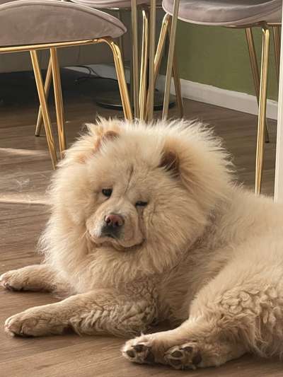 Chow Chows?-Beitrag-Bild