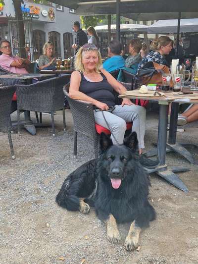 Hundetreffen-Sozialisieren-Bild