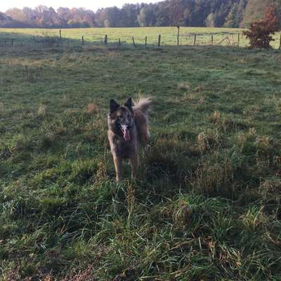 Hundetreffen-Socialwalk für Groß und Klein🐾-Bild