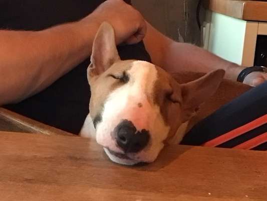 Miniatur Bullterrier-Beitrag-Bild