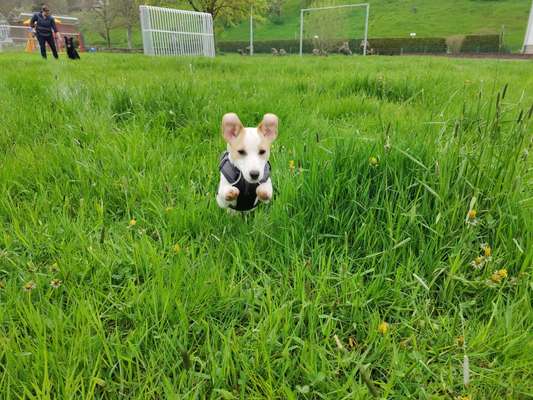 Foto Challenge Nr. 137 - Lass die Ohren fliegen-Beitrag-Bild