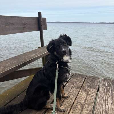 Hundetreffen-Baso Aussie, 6 Monate, sucht Trainingspartner/innen-Bild