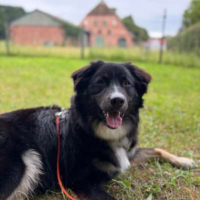 Hundetreffen-Baso Aussie, 10 Monate, sucht Trainingspartner/innen-Bild
