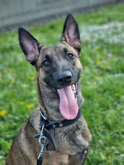 Hundetreffen-Spielkameraden für unsere belgische Schäferhündin (Malinois) gesucht  :)-Bild