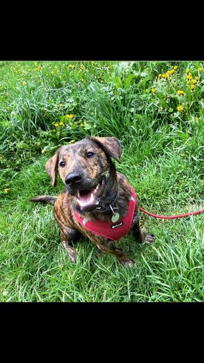 Die Dogorama Monats Challenge "Es grünt und blüht"-Beitrag-Bild