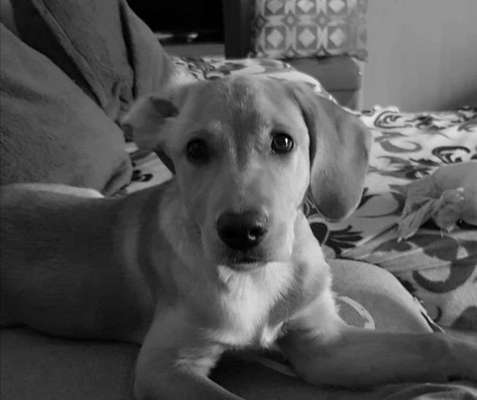 Welpen Bilder !-Beitrag-Bild