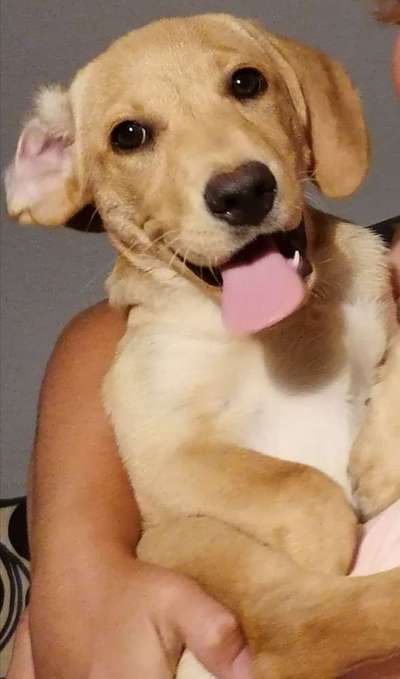 Welpen Bilder !-Beitrag-Bild