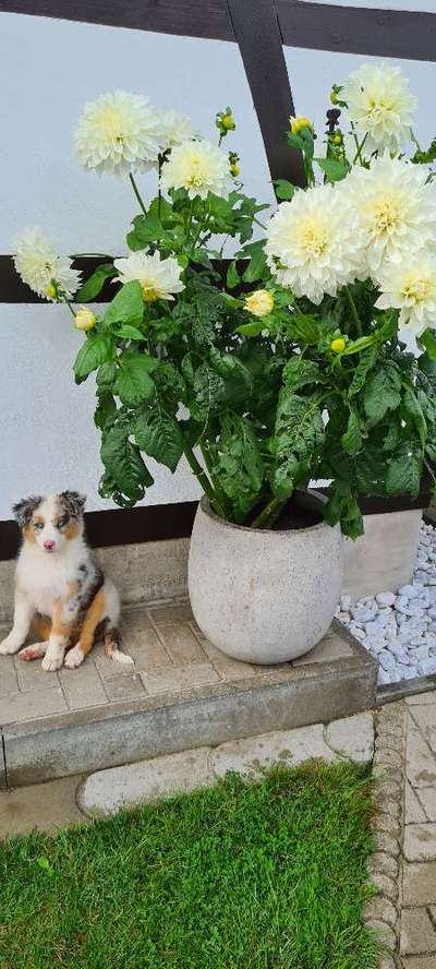 Welpen Bilder !-Beitrag-Bild