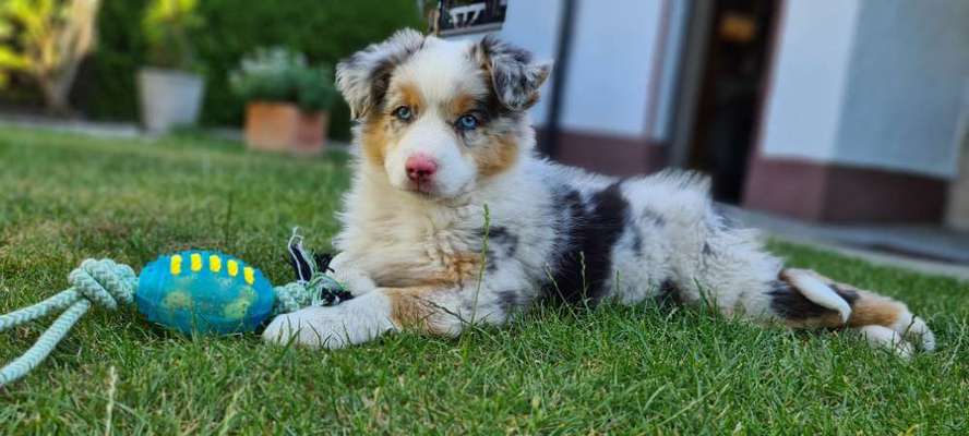 Welpen Bilder !-Beitrag-Bild