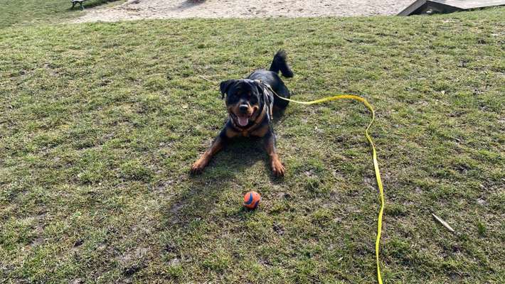 Rottweiler-Beitrag-Bild