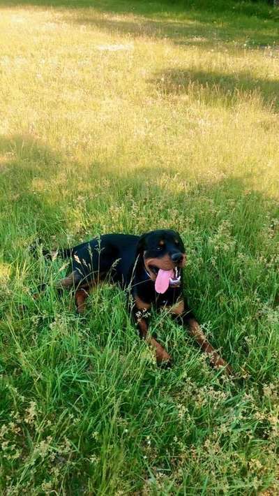 Wo sind denn die ganzen Rottis?-Beitrag-Bild