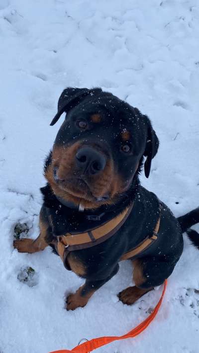 Welche Hunderasse-Beitrag-Bild