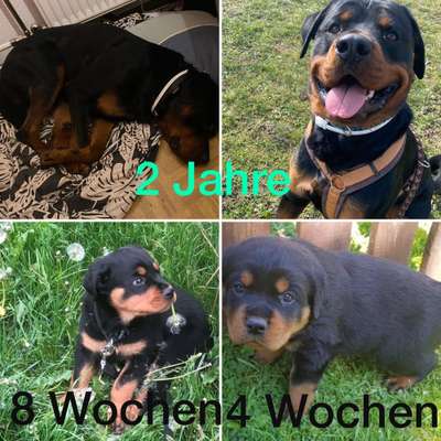 Welche Hunderasse-Beitrag-Bild