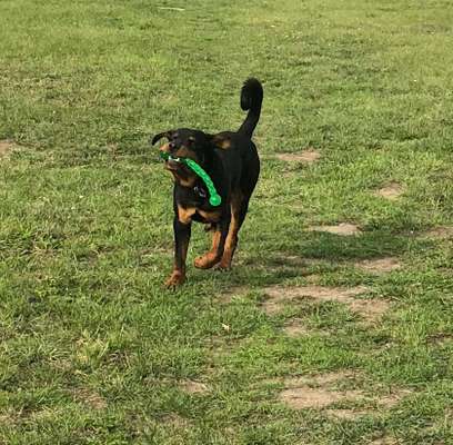 Stabiles Spielzeug-Beitrag-Bild