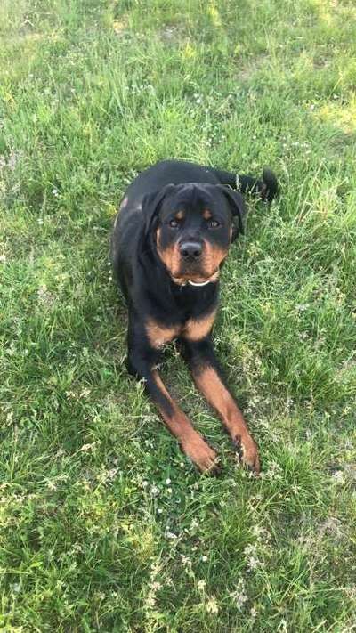 Wo sind denn die ganzen Rottis?-Beitrag-Bild