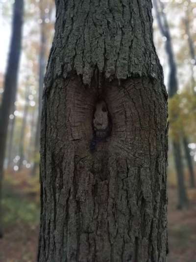 Bäume mit Gesicht-Beitrag-Bild