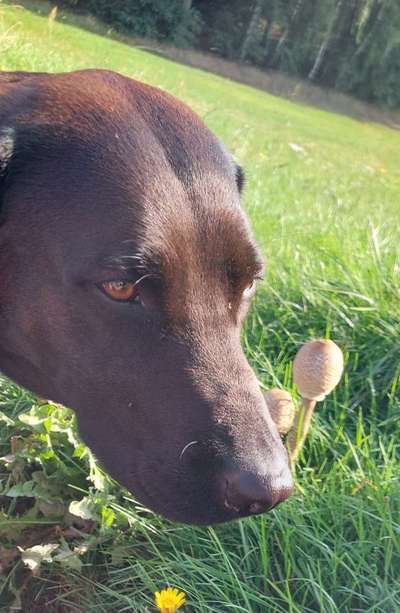 Dogorama Photo Challenge - Pilze-Beitrag-Bild