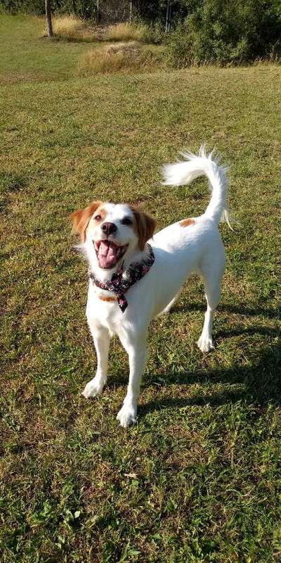 Dogorama Photo Challenge - Be my valentine-Beitrag-Bild