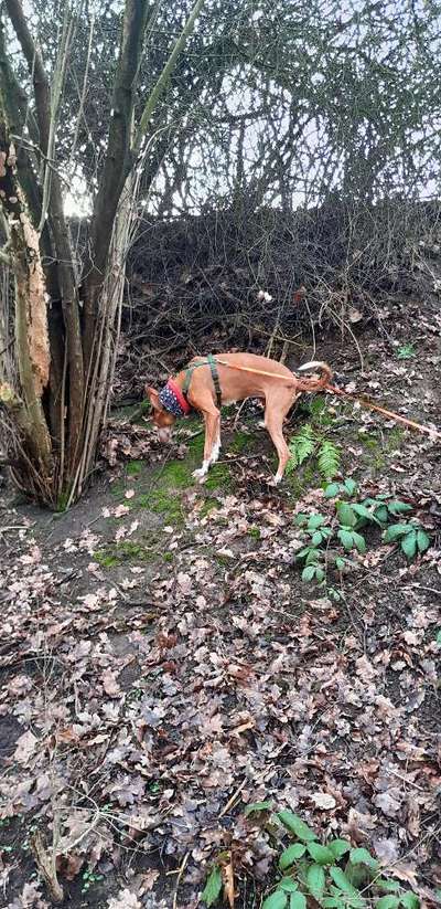 Hundetreffen-Podencos/Galgos/etc-Bild