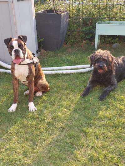 Tongue Out Tuesday-Beitrag-Bild