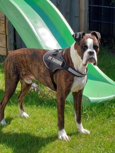 Reinrassige Hunde?-Beitrag-Bild