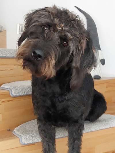 Labradorfans-Beitrag-Bild