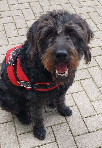 Mischlingshunde Foto Aufruf-Beitrag-Bild