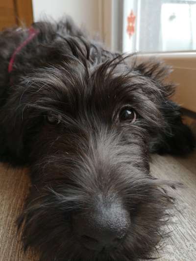 Zeigt mir die tollste Nahaufnahme von eurer Fellnase-Beitrag-Bild