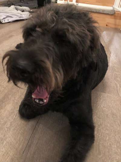 Dogorama Photo Challenge - Dein Hund beim Gähnen-Beitrag-Bild