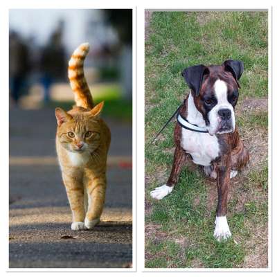 Wie heißt dein Hund?-Beitrag-Bild